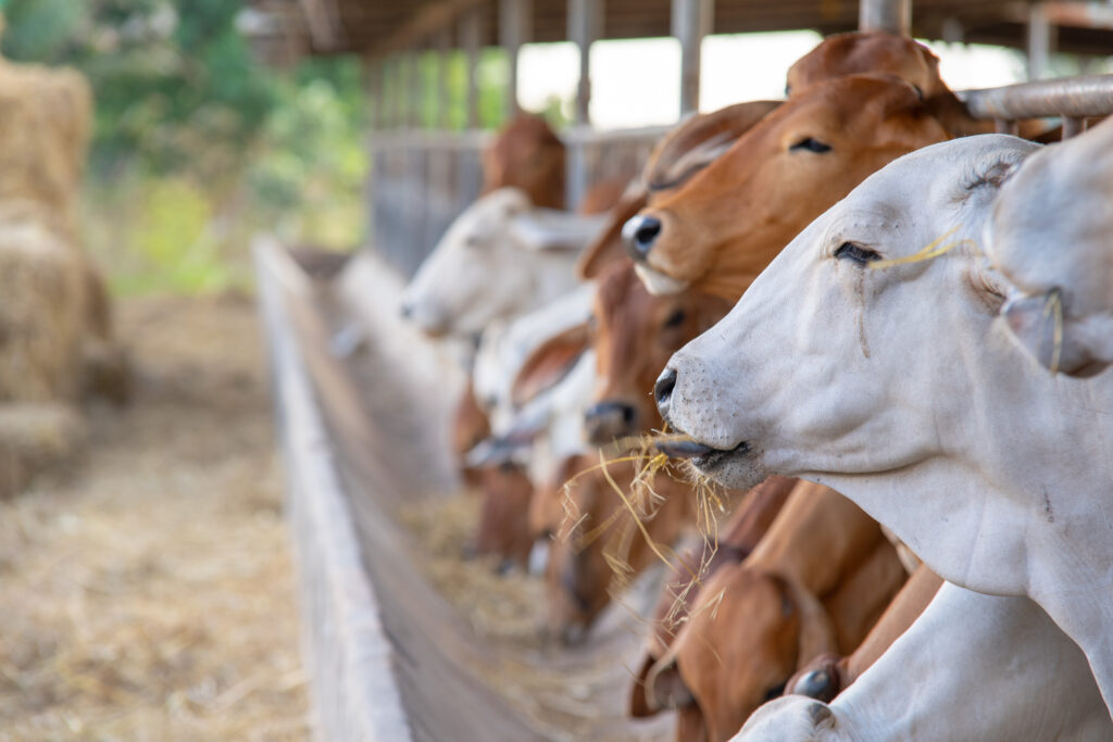 modern farm cowshed.milking cows.house cows are used in location